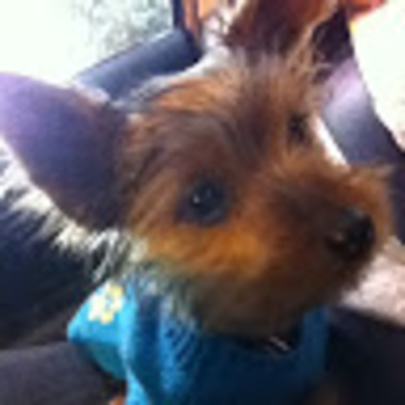 Meet your Posher, Lauren - Picture 1 of 1